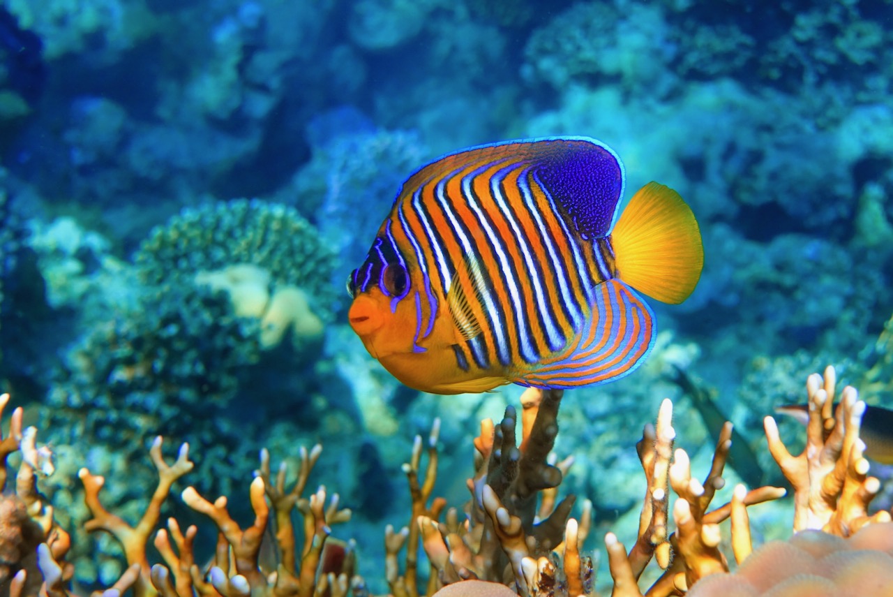 7 Angelfish Facts You Didn T Know