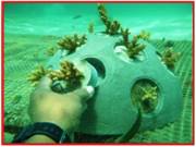 Borneo Divers Coral Transplant Program