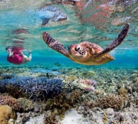 Win a Free Airline Ticket to Dive the Great Barrier Reef. Compliments of Tourism Queensland