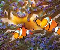 Great Barrier Reef Clownfish - Image Courtesy of Tourism Queensland