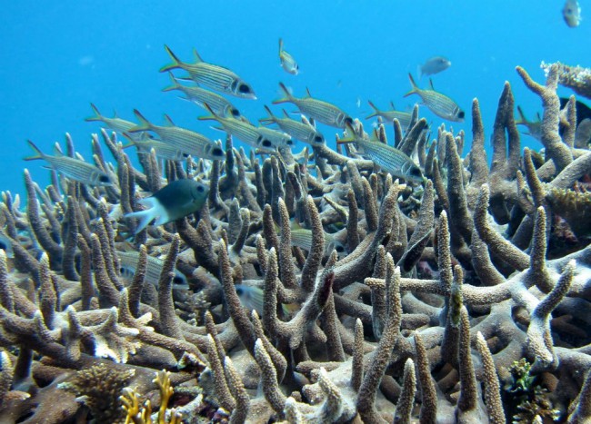 Great Barrier Reef - diving calendar