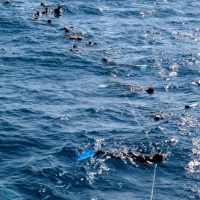 Watching the Minke Whales