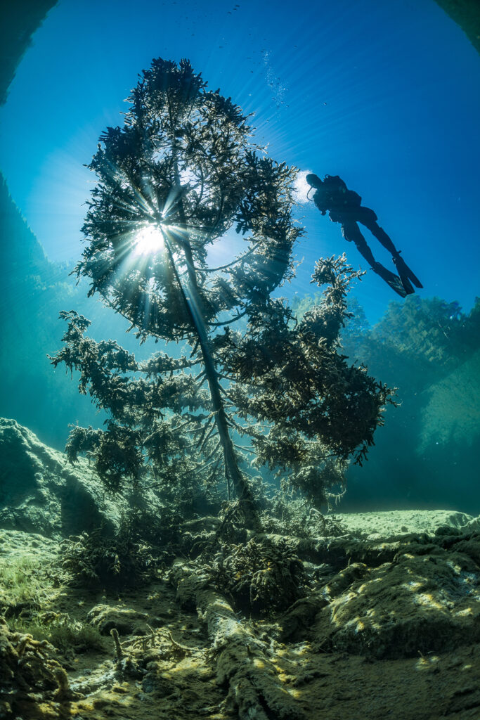 Underwater picture showing a tree and a diver