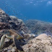 Turtle underwater