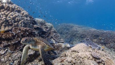 Turtle underwater