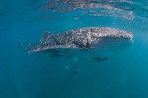 Whale Shark