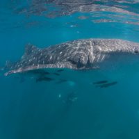 Whale Shark