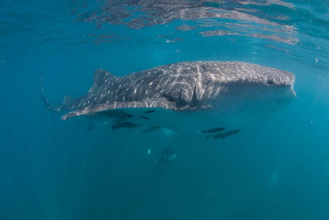 Diving in Western Australia