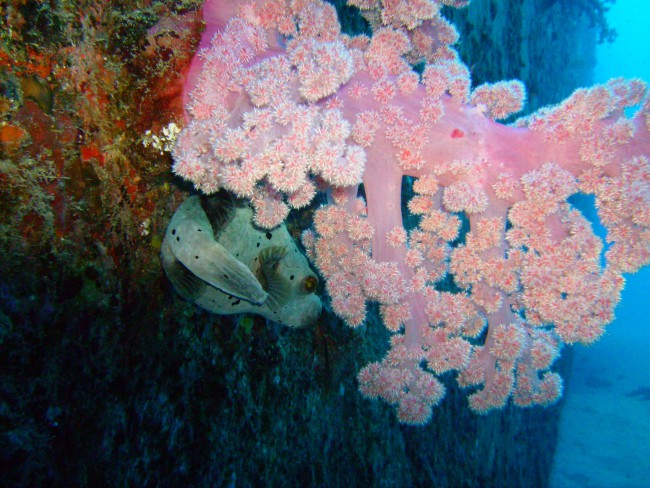 Mauritius PADI Diving coral