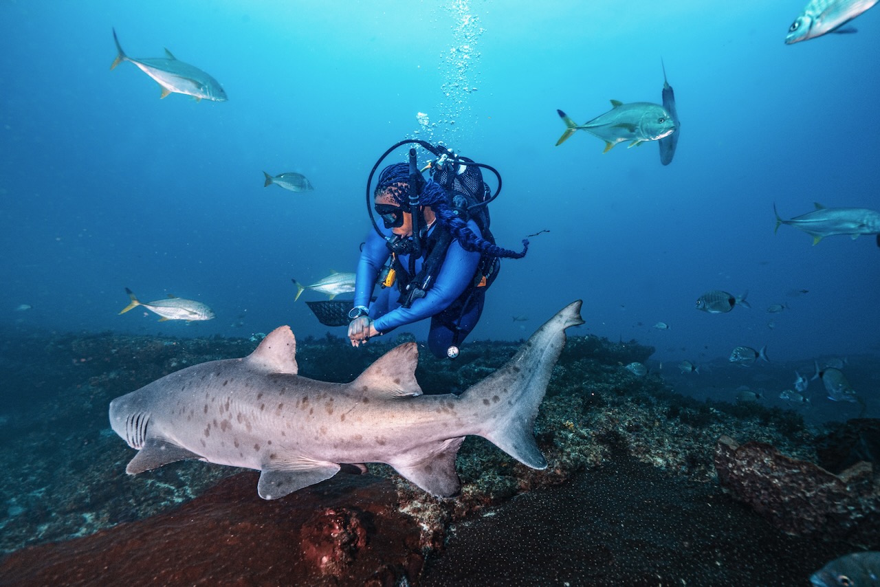 A diver explores Aliwal Shoal and sees a ragged-tooth shark 