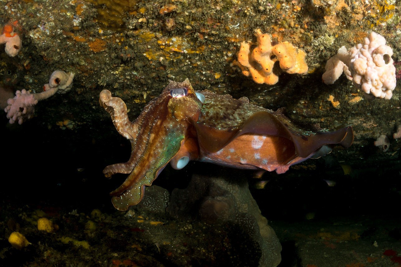 cuttlefish-sydney-diving-scuba-marine life