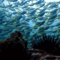 Diving in NSW