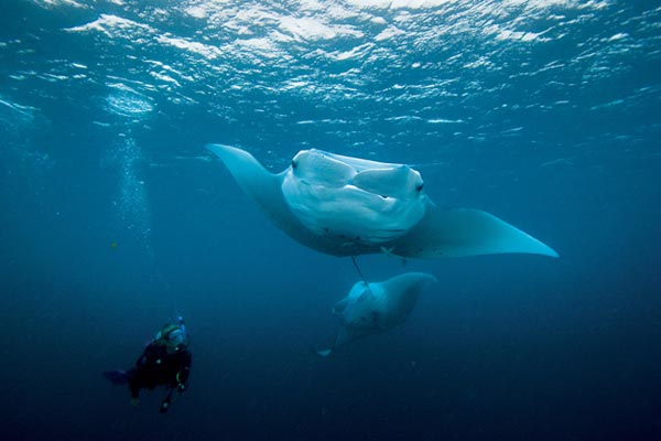 Scuba Dive with Manta Rays in Palau