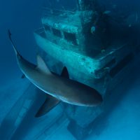 Wreck with Shark