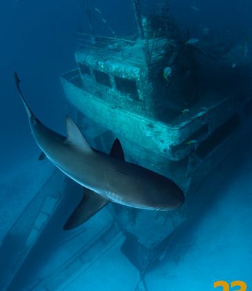 Wreck with Shark