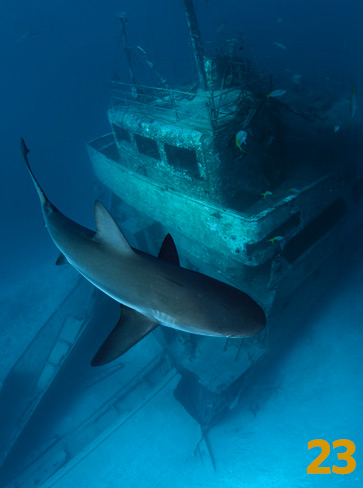 Wreck with Shark