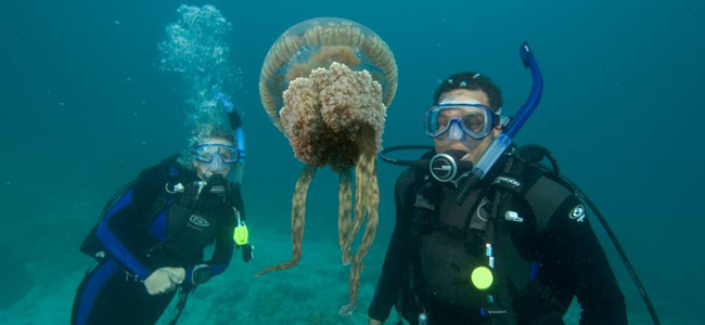 PADI Underwater Naturalist Jellyfish Palau