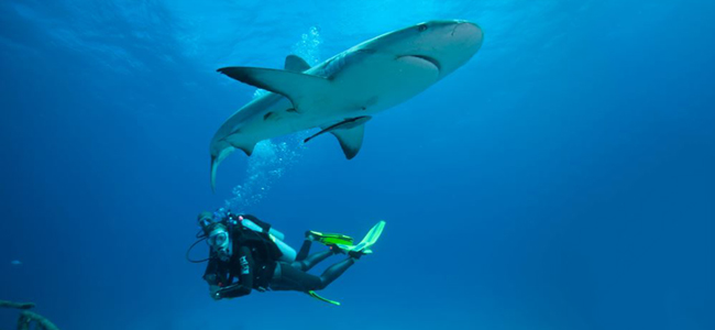 PADI Underwater Naturalist Shark Bahamas