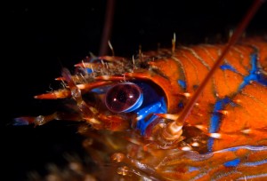 Diving Sweden - squat lobster