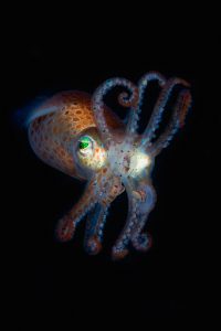 Diving Sweden - Squid