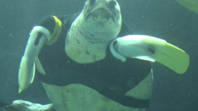 Ju with prosthetic flippers - Picture AFP