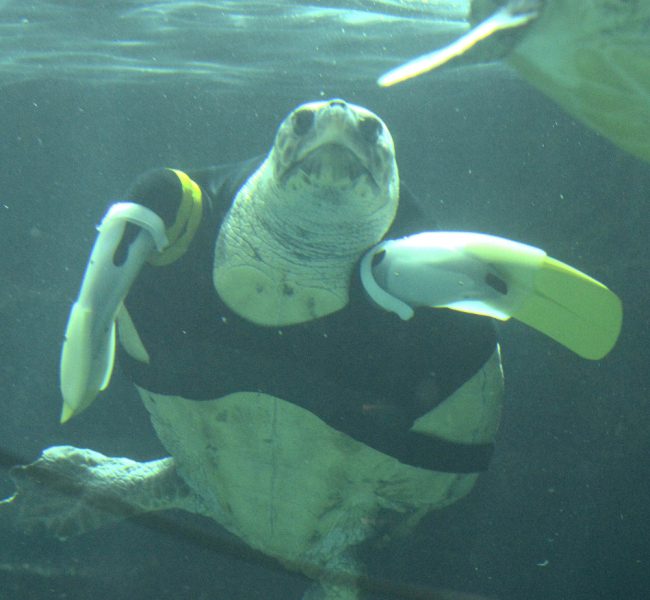 Turtle swims again with prosthetic flippers