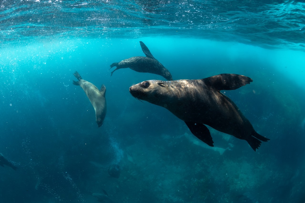 Australian Fur Seal, New South Wales Australia