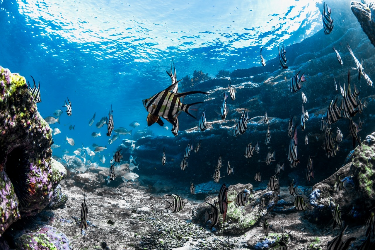 School of old wife fish swimming above rocky reef in clear blue water with sunlight rays filtering through the ocean, Jervis Bay, Australia.