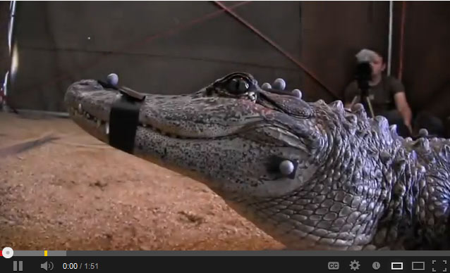 Alligator receives prosthetic tail
