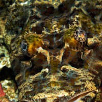 crocodile flathead fish
