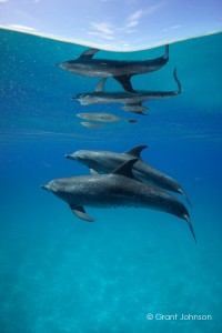 Bimini Spotted Dolphin Pair