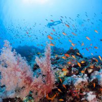 Dive Trip