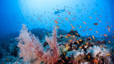 Dive Trip