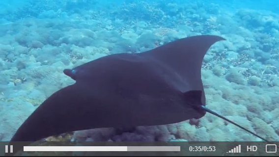 Manta Ray at Gili Trawangan, Indonesia.