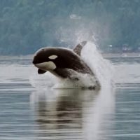 Orca whale Seattle