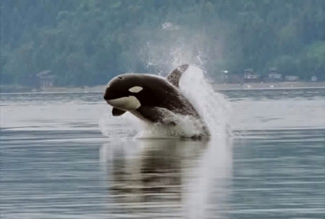 Unusual and Amazing Underwater Creatures