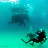 World Record Scuba Diving with Elephant