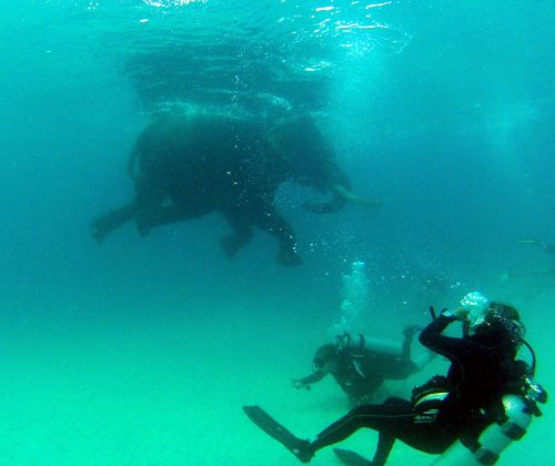 World Record Scuba Diving with Elephant