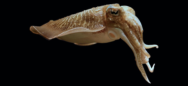 Underwater Creatures - Cuttlefish