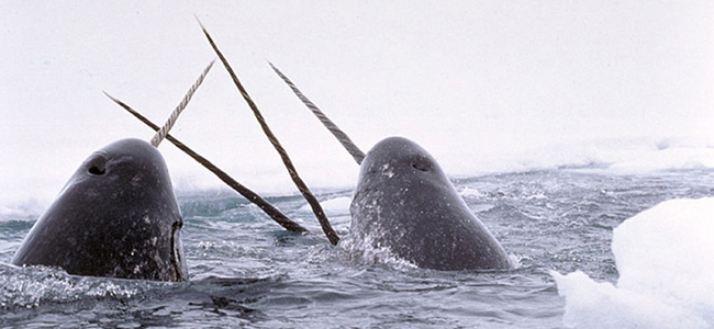 Narwhals raising their tusks above the water