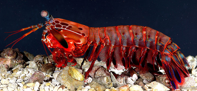 Underwater Creatures - Mantis Shrimp