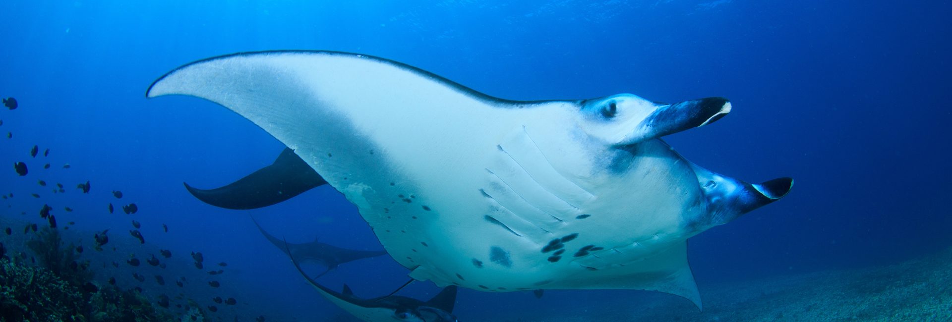10 Fascinating Manta Ray Facts
