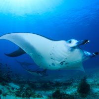 Manta facts Header