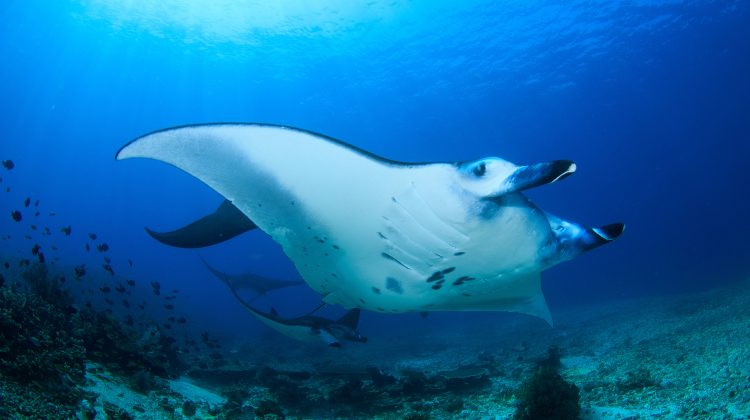 Manta facts Header