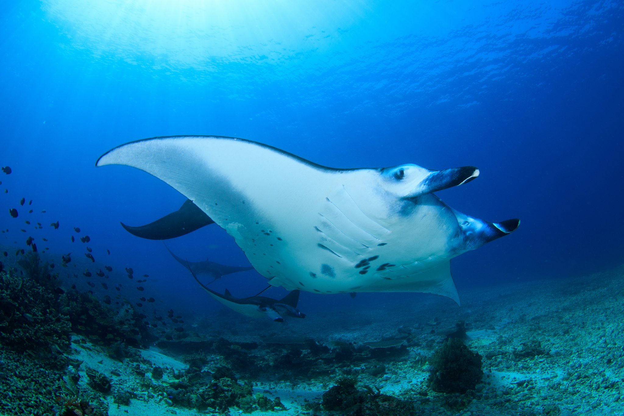 10 Fascinating Manta Ray Facts
