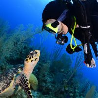 Turtle and Diver - Photo by Mark Long