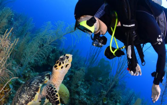 Turtle and Diver - Photo by Mark Long