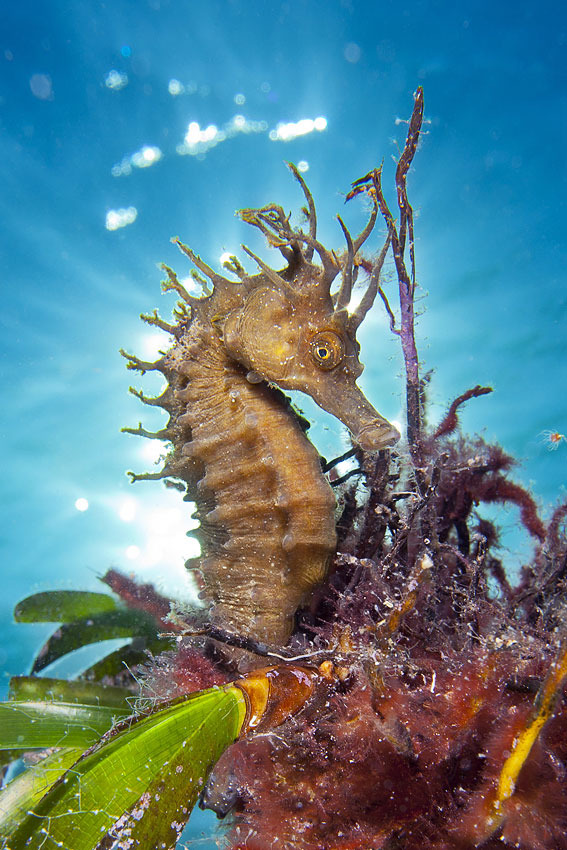 Spectacular Seahorses 10 Things To Know About These Tiny Undersea Wonders,Anniversary Gift Ideas For Boyfriend