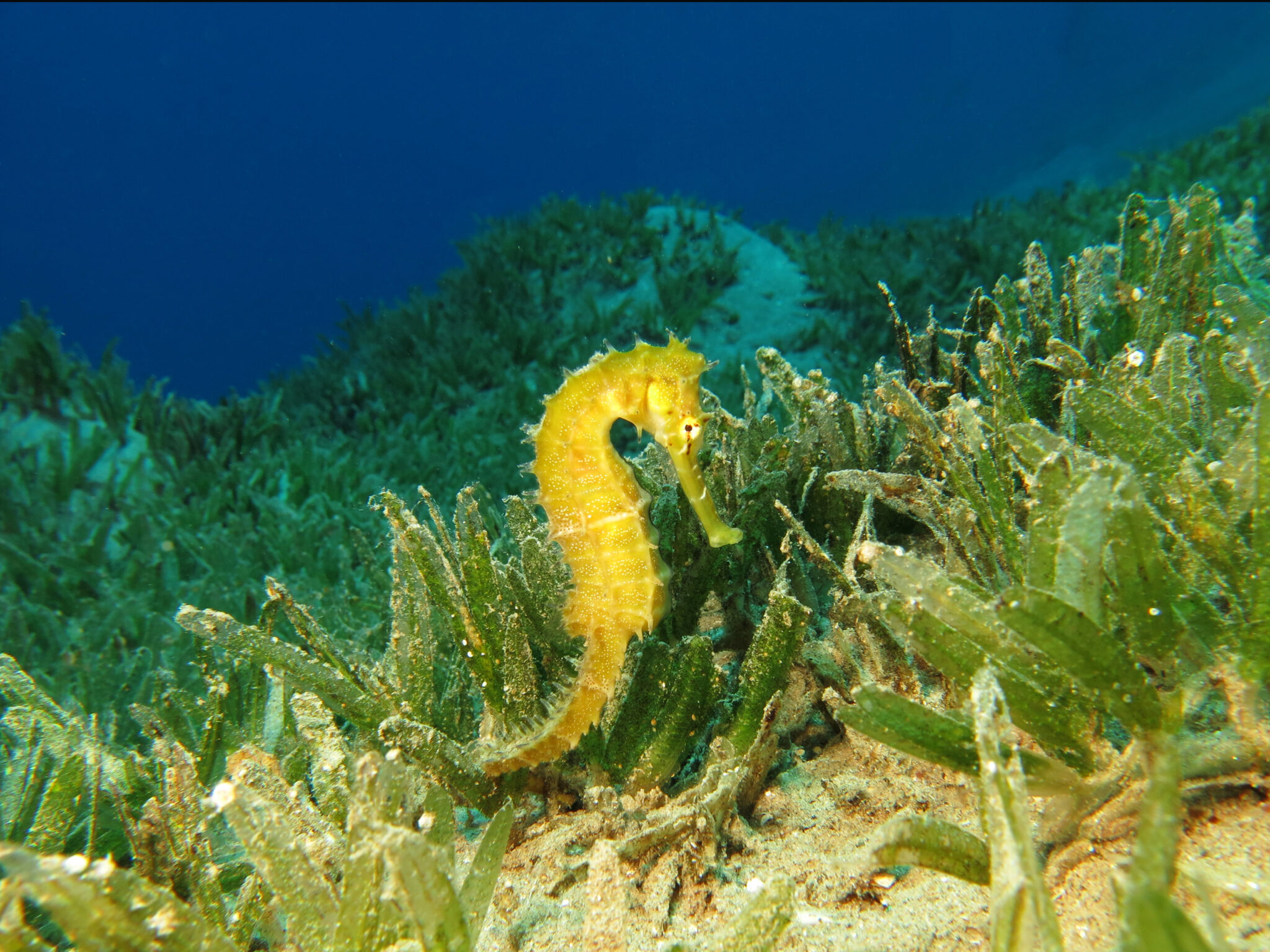 A bright yellow seahorse finds shelter among a seagrass meadow and is one of many reasons why seagrass conservation is vital