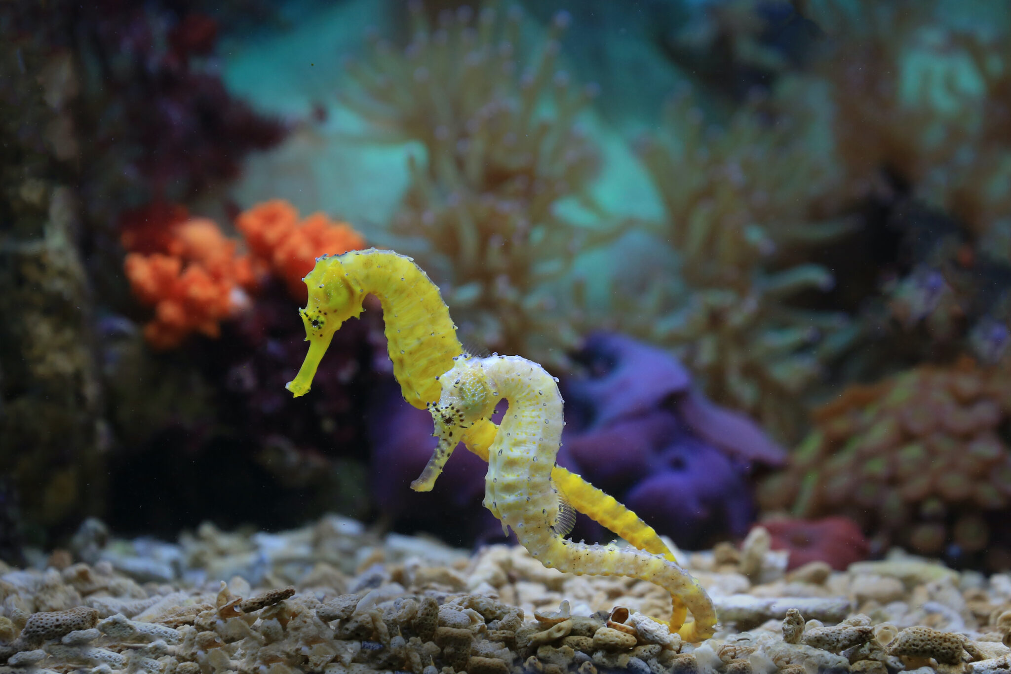 seahorse